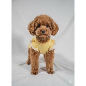 Cute Yellow Dog Dress XXS Daisy Embroidered Lace Trim Pet Apparel